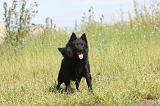 SCHIPPERKE 030